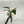 Philodendron Verrucosum x Serpens