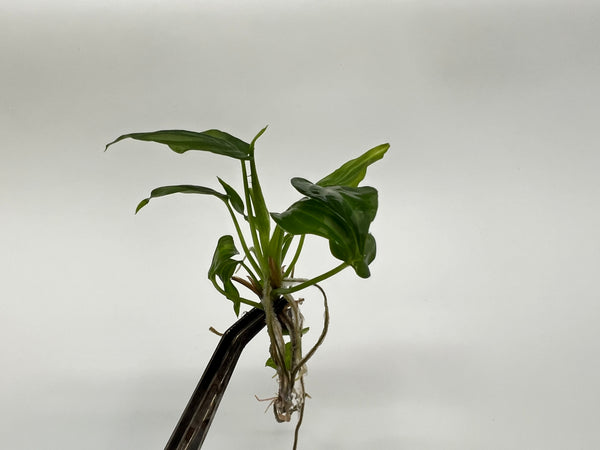 Philodendron Verrucosum x Serpens