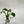 Philodendron Verrucosum x Serpens