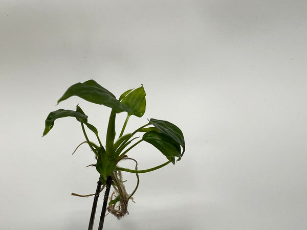 Philodendron Verrucosum x Serpens