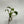 Philodendron Verrucosum x Serpens