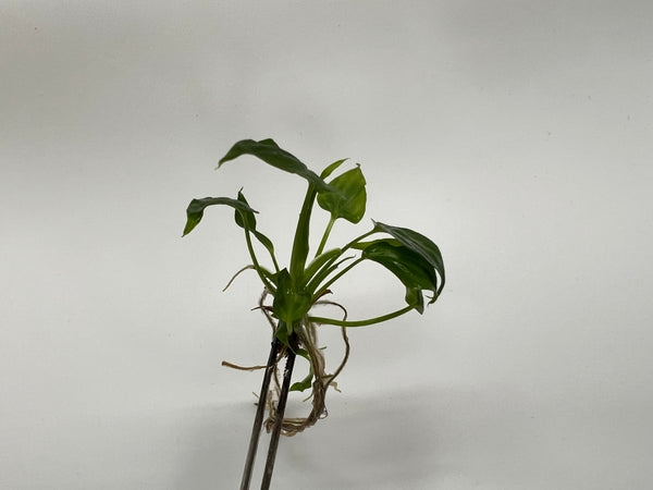 Philodendron Verrucosum x Serpens