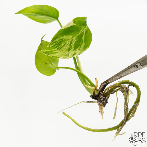 Monstera 'Bulbasaur' TC Plantlet