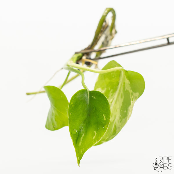 Monstera 'Bulbasaur' TC Plantlet