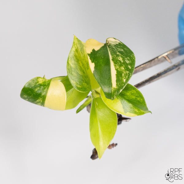 Monstera 'Yellow Marilyn' TC Plantlet