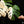 Monstera deliciosa borsigiana Albo Variegated