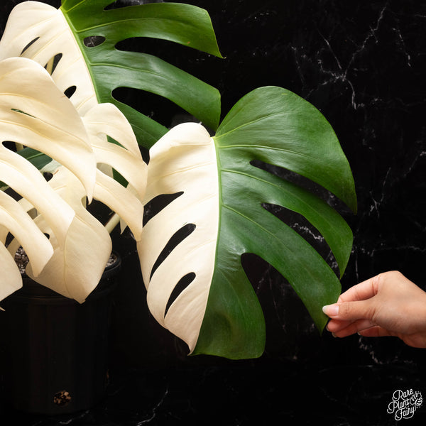 Monstera deliciosa borsigiana Albo Variegated