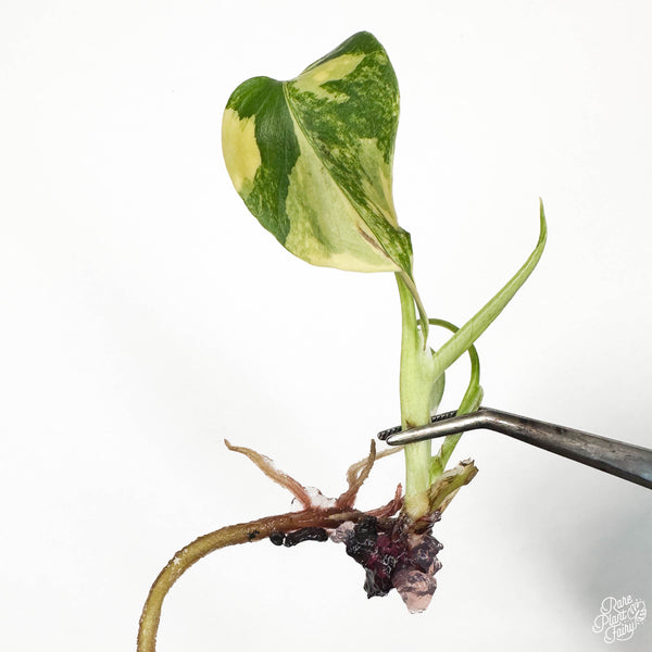 Monstera deliciosa Aurea Variegated (Large Form) TC Plantlet