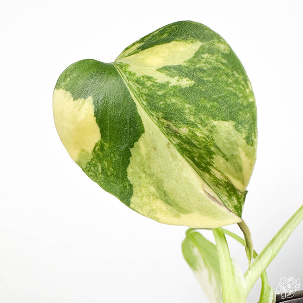 Monstera deliciosa Aurea Variegated (Large Form) TC Plantlet