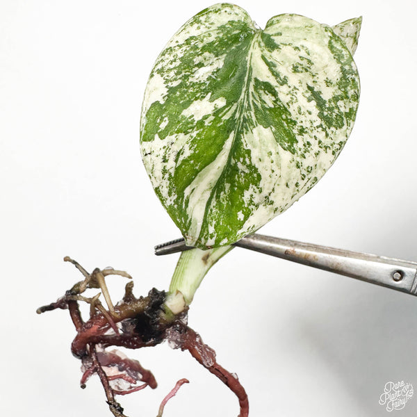 Monstera Deliciosa Mint Variegated (Large Form) TC Plantlet