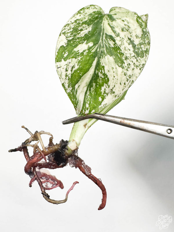 Monstera Deliciosa Mint Variegated (Large Form) TC Plantlet