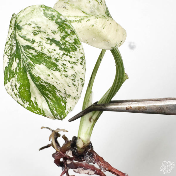 Monstera Deliciosa Mint Variegated (Large Form) TC Plantlet