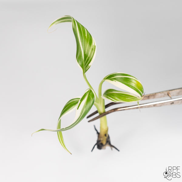 Musa 'Florida' Variegated TC Plantlet