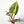 Philodendron 'Caramel Marble' TC Plantlet
