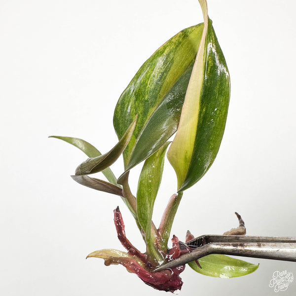 Philodendron 'Caramel Marble' TC Plantlet