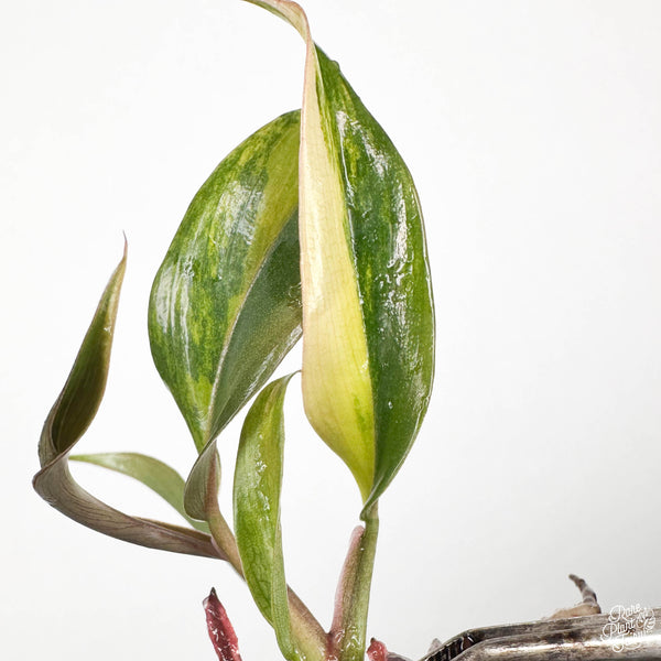 Philodendron 'Caramel Marble' TC Plantlet