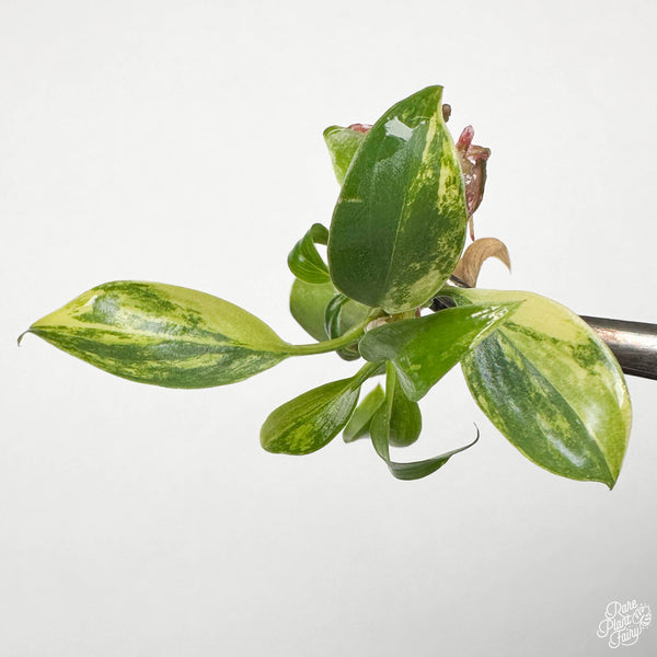 Philodendron 'Florida Beauty' TC Plantlet