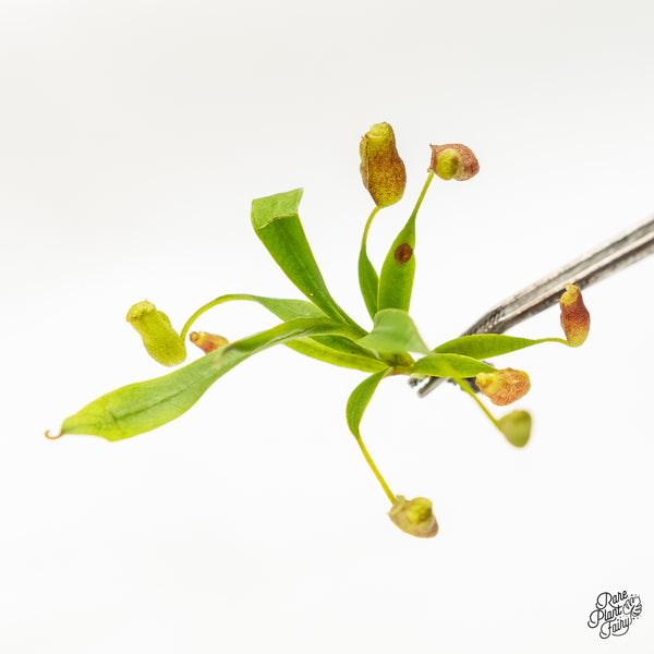 Nepenthes flava TC Plantlet