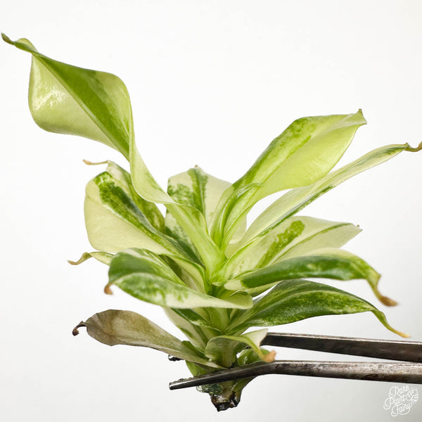 Nepenthes x 'Gaya' Variegated TC Plantlet