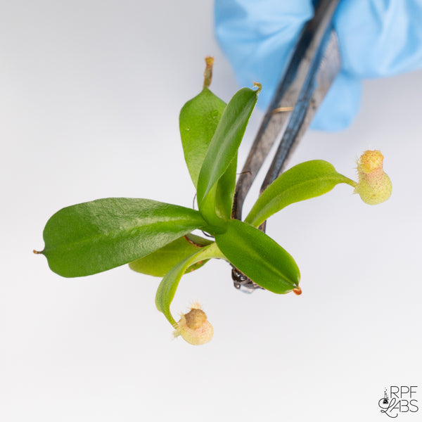 Nepenthes (veitchii x burbidgaea) x (quelinaea x truncata) TC Plantlet