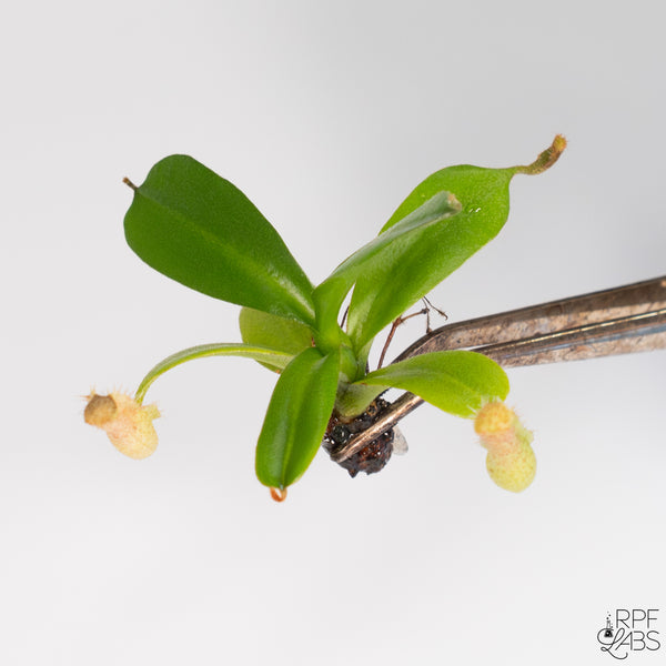 Nepenthes (veitchii x burbidgaea) x (quelinaea x truncata) TC Plantlet