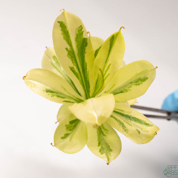 Nepenthes alata Variegated TC Plantlet