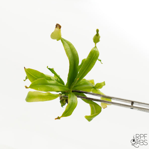 Nepenthes Mirabilis TC Plantlet