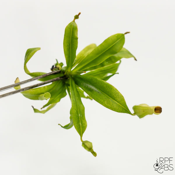 Nepenthes Gaya