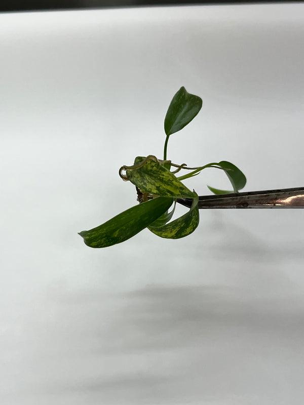 Philodendron Joepii (Low color/Revert)TC Plantlet