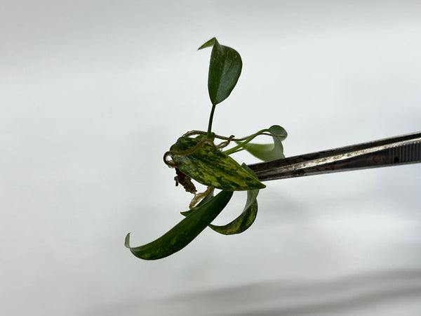 Philodendron Joepii (Low color/Revert)TC Plantlet