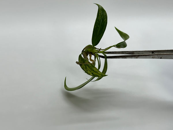 Philodendron Joepii (Low color/Revert)TC Plantlet