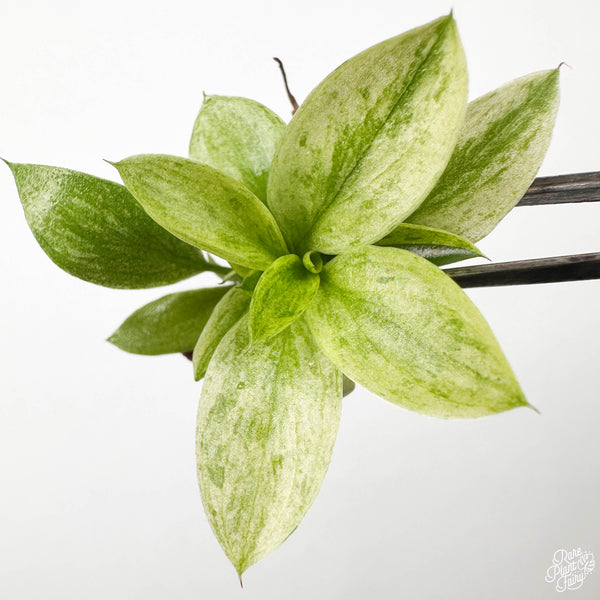 Philodendron 'Birkin' Aurea Variegated TC Plantlet