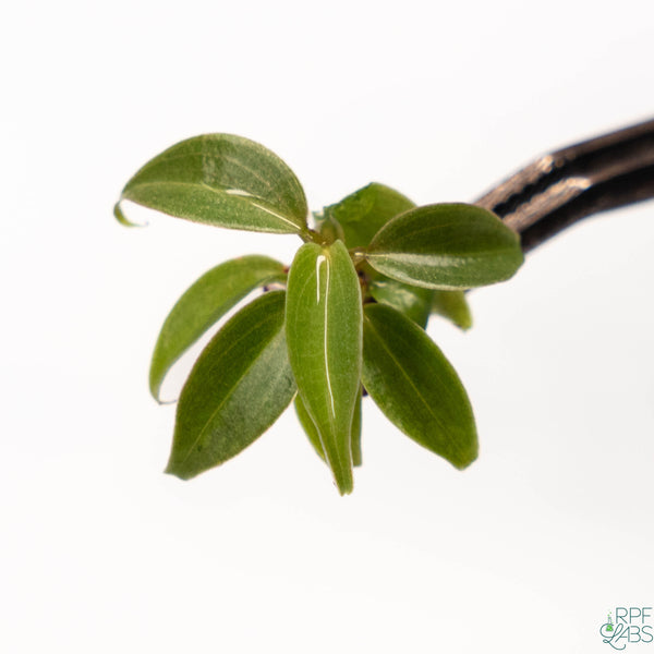 Philodendron 'El Choco Red' TC Plantlet