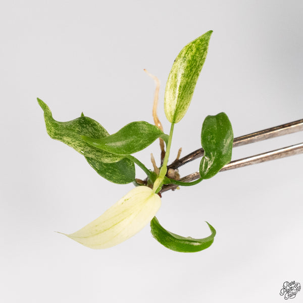 Philodendron 'Florida Ghost' TC Plantlet