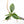 Philodendron 'Fuzzy Petiole' TC Plantlet