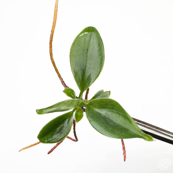 Philodendron 'Fuzzy Petiole' TC Plantlet