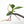 Philodendron 'Fuzzy Petiole' TC Plantlet