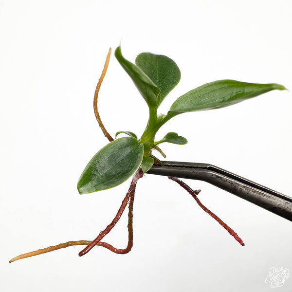 Philodendron 'Fuzzy Petiole' TC Plantlet