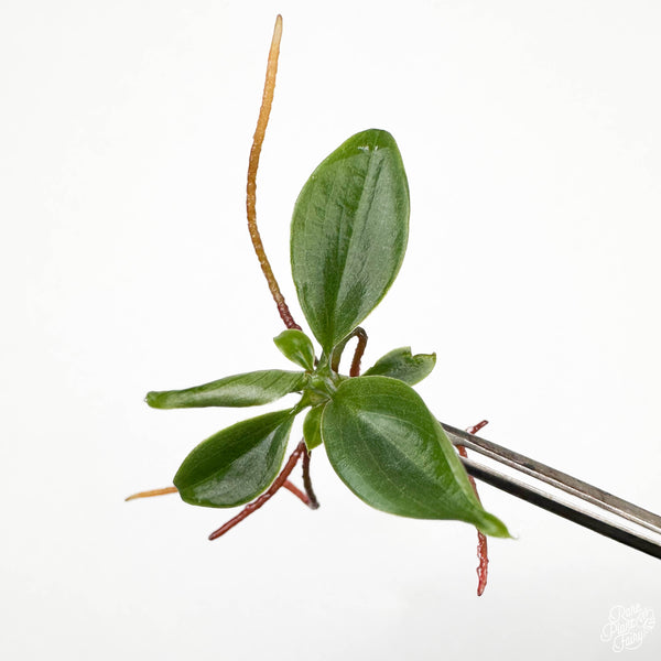 Philodendron 'Fuzzy Petiole' TC Plantlet