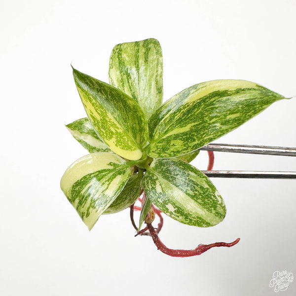 Philodendron 'Green Congo Nuclear' TC Plantlet