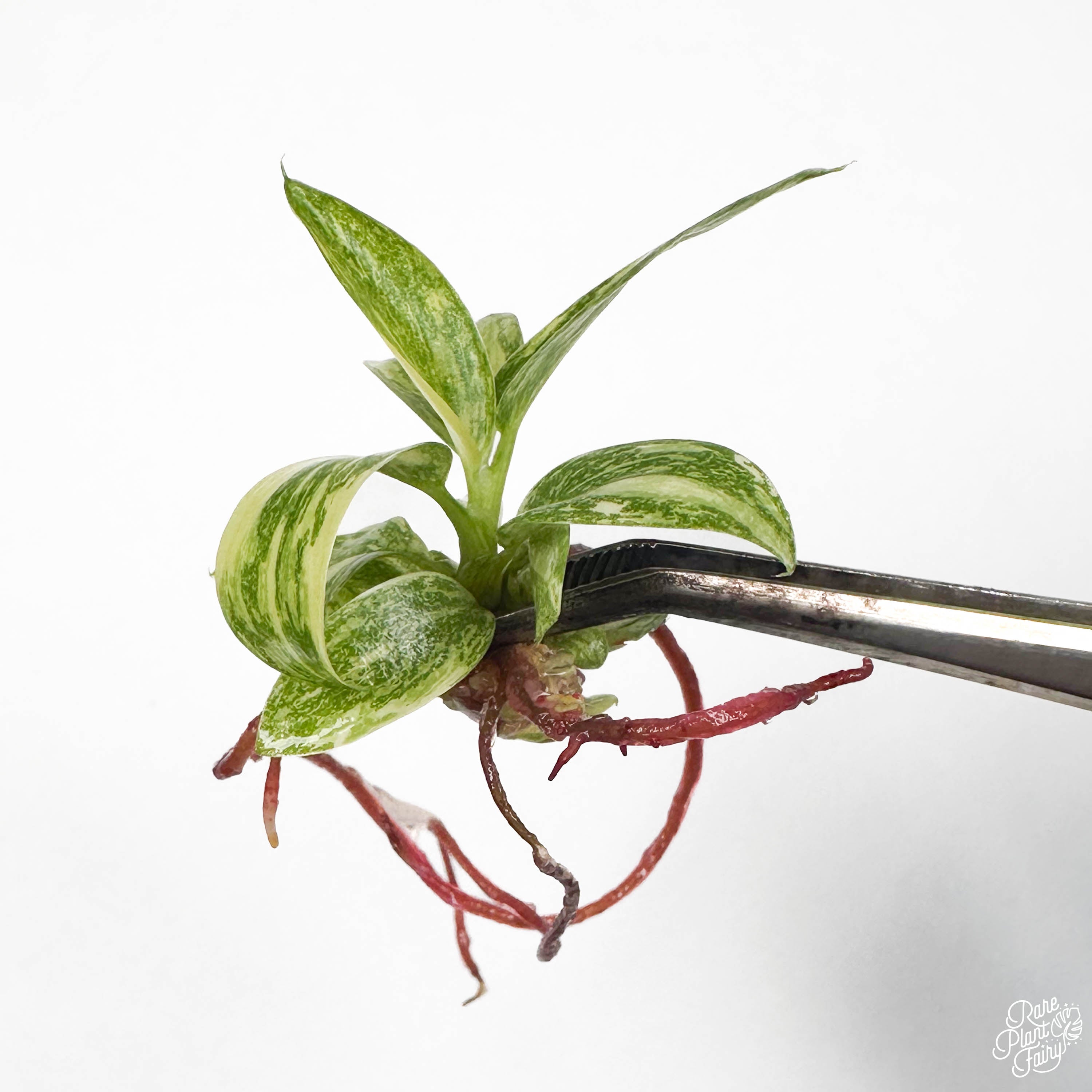 congo nuclear philodendron Philodendron 'Green Congo Nuclear' TC Plantlet – RPF Labs