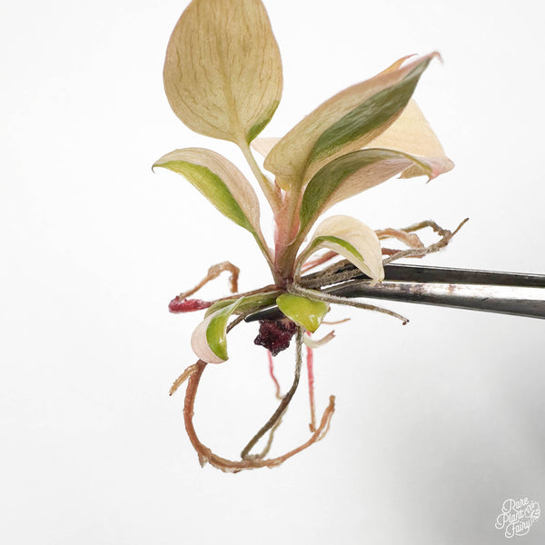 Philodendron 'Imperial Red' Variegated TC Plantlet