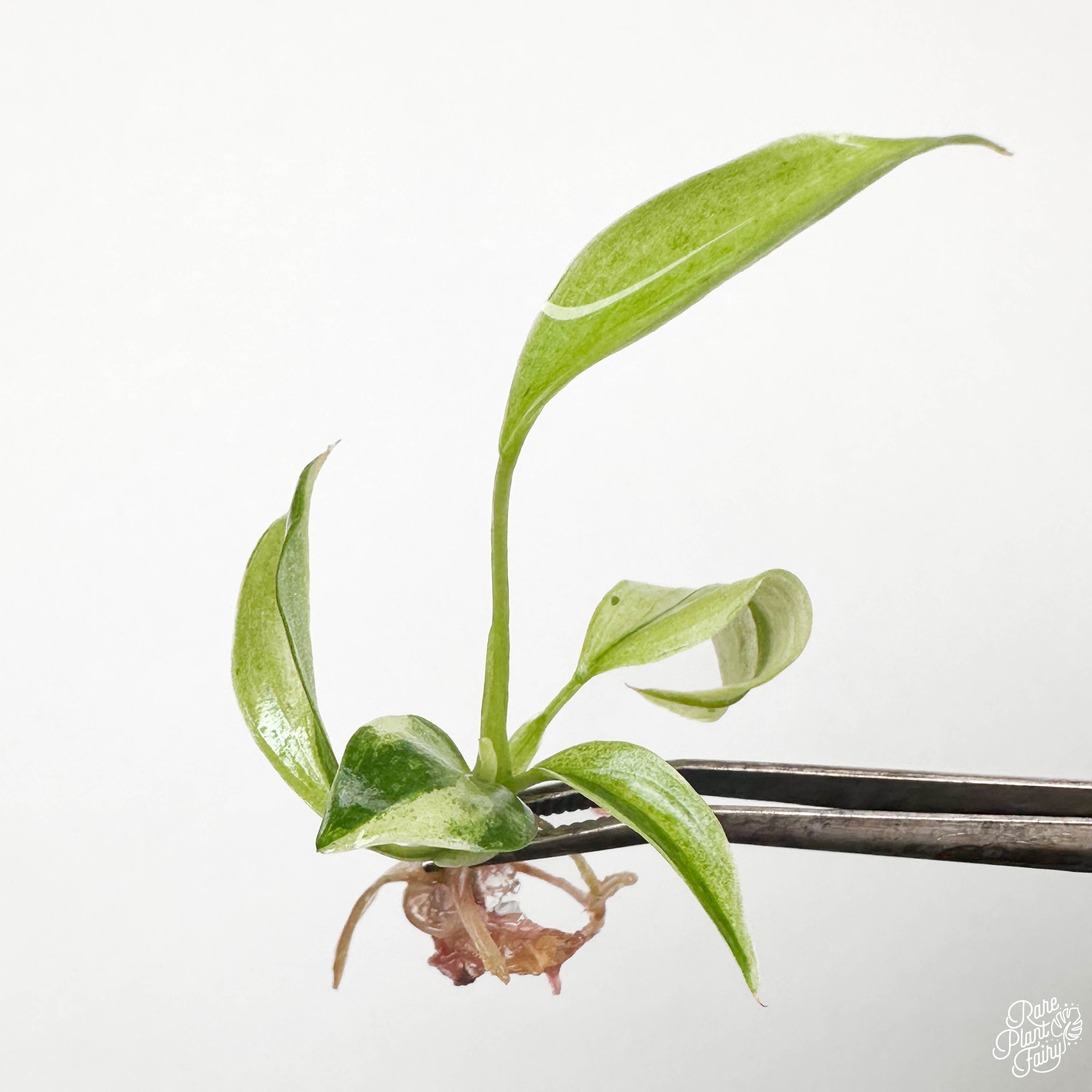 philodendron jose buono canada Philodendron 'Jose Buono' TC Plantlet – RPF Labs