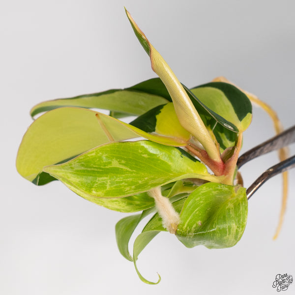 Philodendron 'Jungle Fever' Variegated TC Plantlet