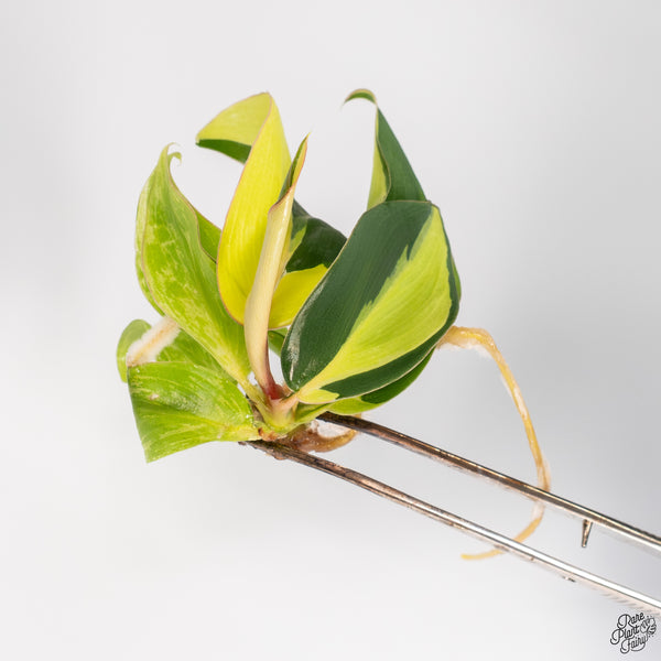 Philodendron 'Jungle Fever' Variegated TC Plantlet