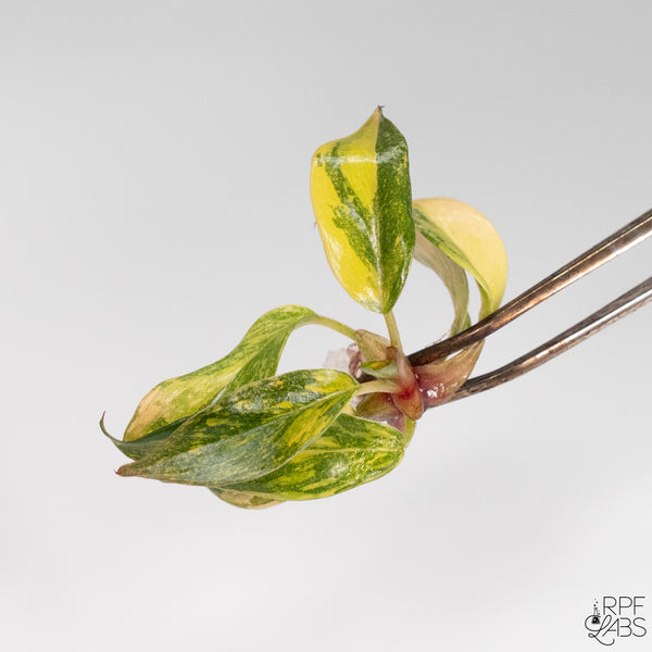 Philodendron 'Orange Princess Galaxy' TC Plantlet