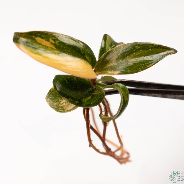 Philodendron 'Orange Princess' TC Plantlet