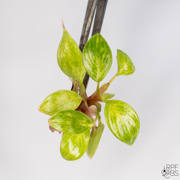 Philodendron 'Painted Lady' TC Plantlet