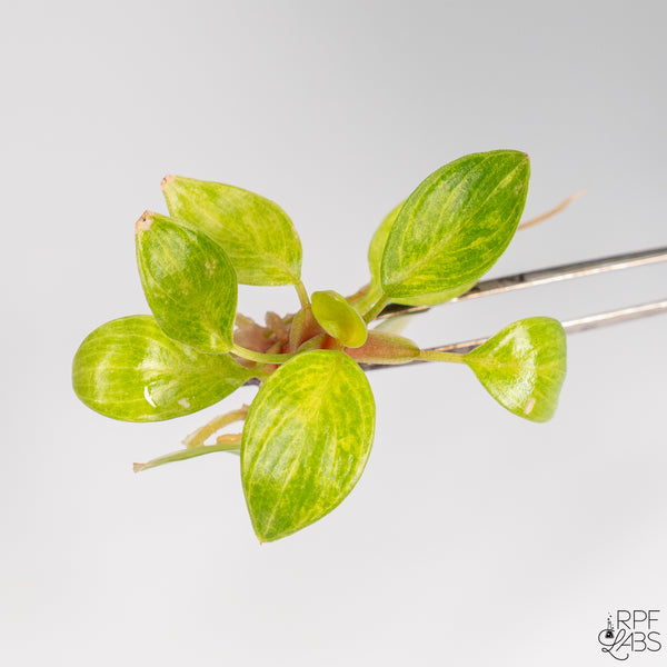 Philodendron 'Painted Lady' TC Plantlet