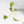 Philodendron 'Paraiso Verde' TC Plantlet